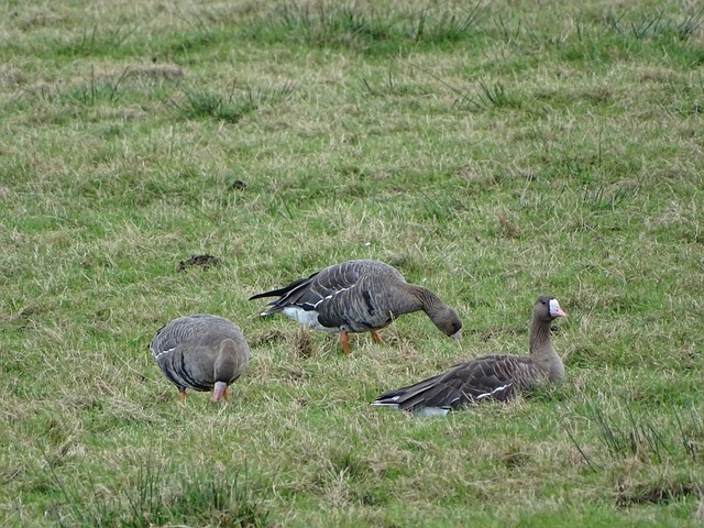 邦兹队和杰 邦兹队和杰