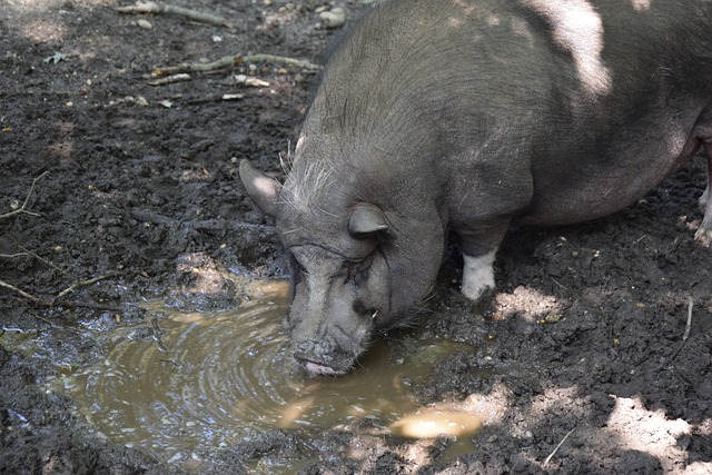 发展策略并 发展策略并